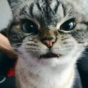 fixiki_papus